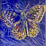 Silverspot Butterfly